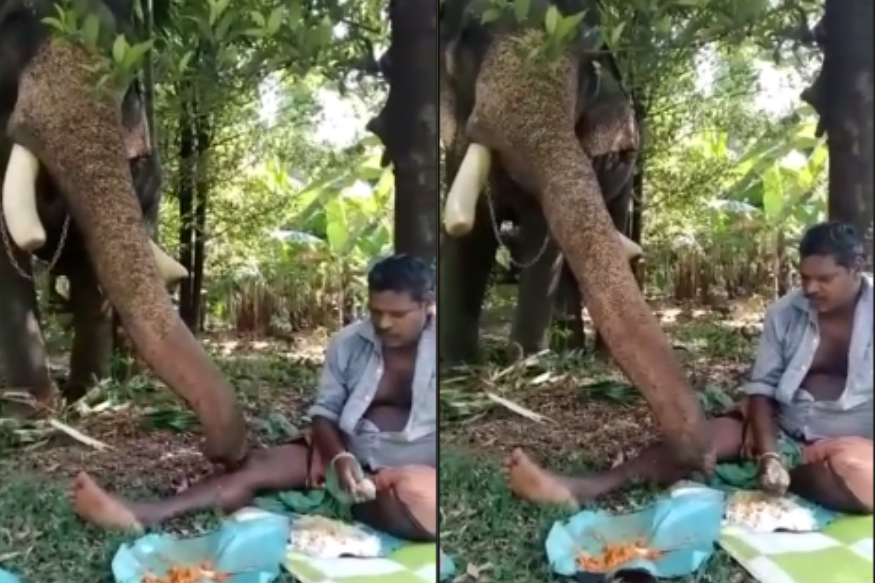 Elephant23jan